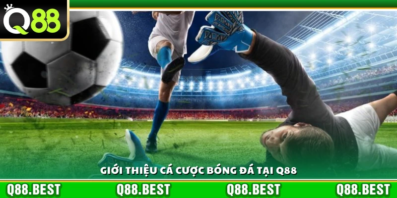 Bao quát về cá cược bóng đá Q88